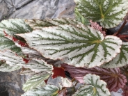 Begonia mishmi silver