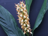 Hedychium gardnerianum AGM