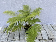 Dryopteris jurasic gold