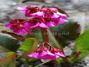 Bergenia Bressingham Ruby