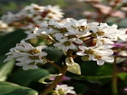 Bergenia Bressingham White AGM