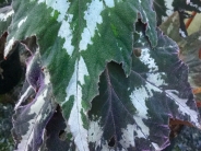 Begonia Tie Dye