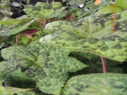 Podophyllum 'Spotty Dotty'