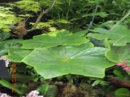 Podophyllum pleianthum