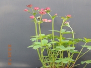 Astrantia major Roma (PBR)