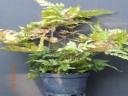 Dryopteris erythosora