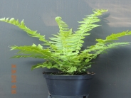 Matteucci struthiopteris