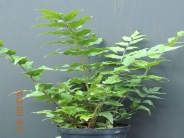 Crytomium fortunei