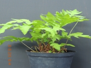 Onoclea sensibis