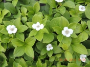 Cornus canadensis