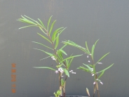 Polygonatum Curvistylum