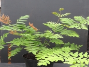 Osmunda regalis