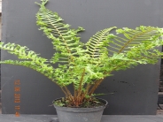 Dryopteris cristata The King