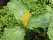 Trillium luteum
