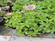 Astrantia major Florence