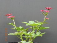 Astrantia Major Venice
