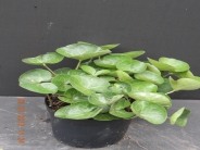 Asarum europeum