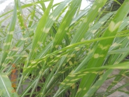 Miscanthus sinensis 'Strictus'