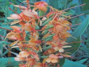 Hedychium 'Tara'
