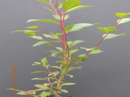 Stewartia pseudocamellia