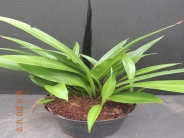 Speirantha convallariodes