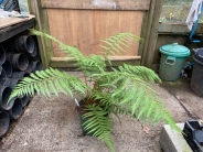 Dicksonia antartica