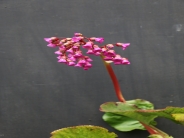 Bergenia Borodin