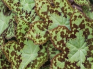 Podophyllum 'Spotty Dotty'