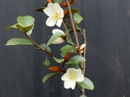 Michaelia yunnanensis