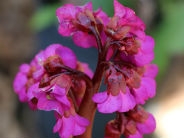 Bergenia Eroica