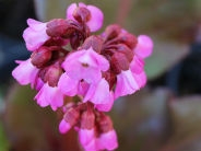 Bergenia Glockenturm