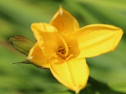 Hemerocallis Middendorffii