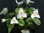 Trillium grandiflorum