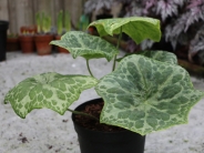Podophyllum Kaleidoscope