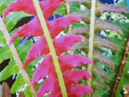 Blechnum brasiliense Volcano