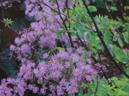 Thalictrum Black Stocking