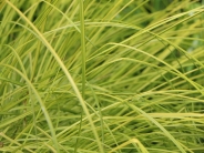 Carex elata ‘Aurea’ (v) AGM