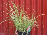 Miscanthus sinensis 'Morning Light' (v)