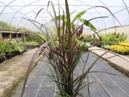 Pennisetum setaceum Rubrum