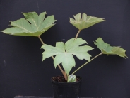Tetrapanax papyriera Rex