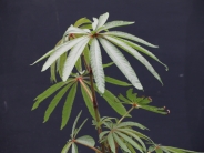 Begonia luxurians