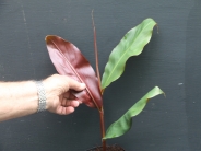 Hedychium Greenii