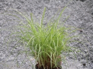 Miscanthus Sinensis Adagio