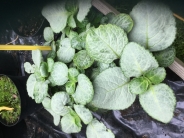 Plectranthus oertendahlii