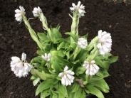 Heloniopsis umbellata BSWJ 3732