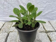 Stachys byzantina