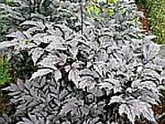 Actaea simplex Black negligee