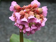 Bergenia Baby Doll