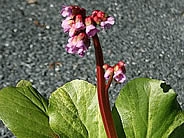Bergenia cordifolia Tubby Andrews