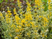 Lysimachia 'Alexander'